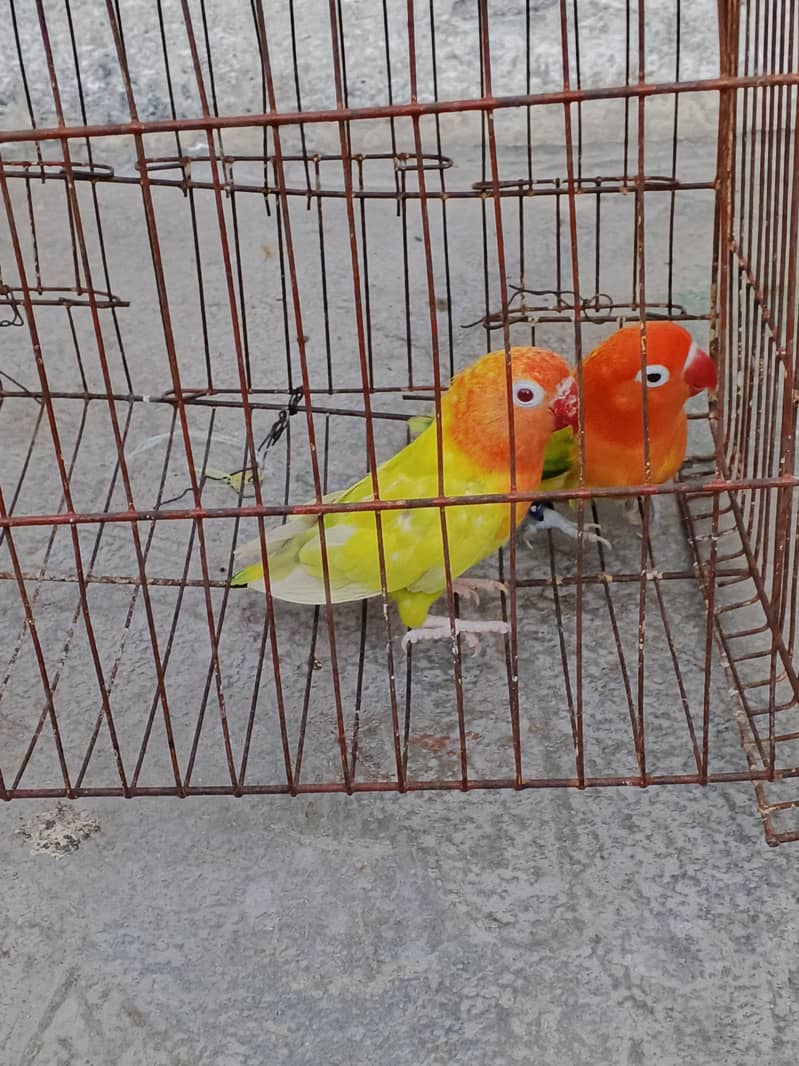 lovebird 1