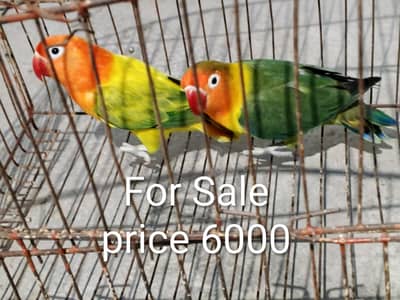 lovebird