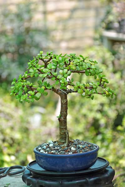 Jade Bonsai | Bonsai tree | Bonsai plant