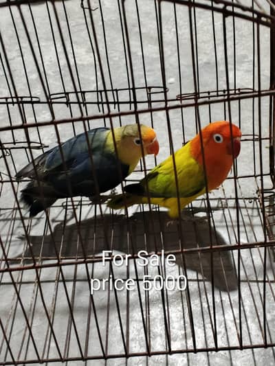 lovebird