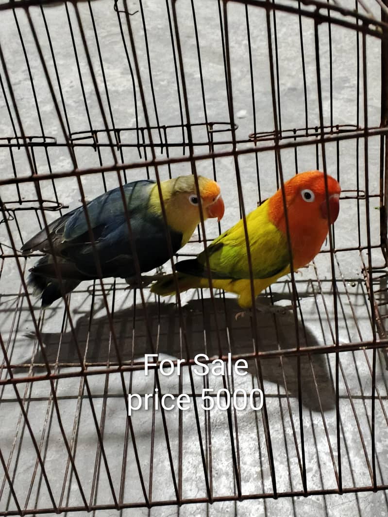lovebird 0