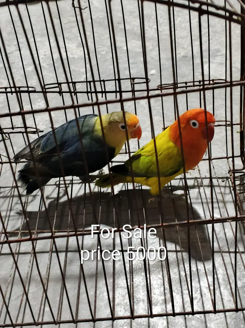 lovebird