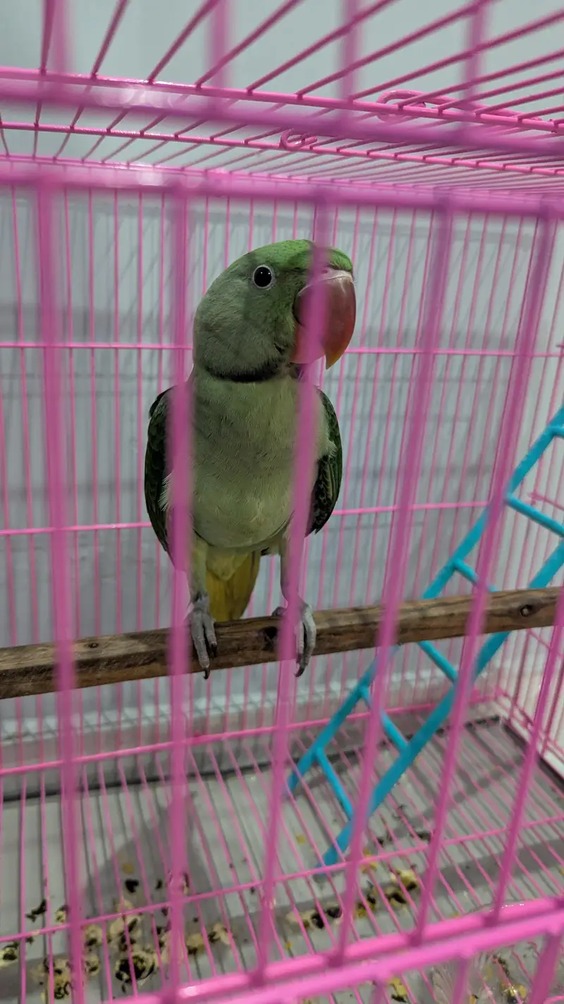kashmiri raw parrot — photo 2