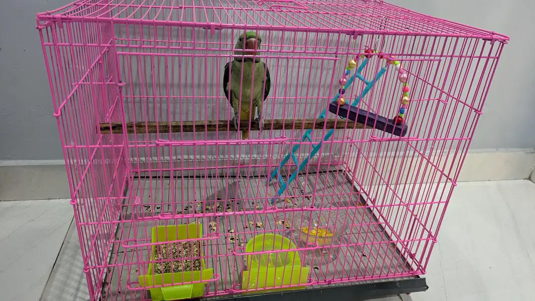 kashmiri raw parrot — photo 3
