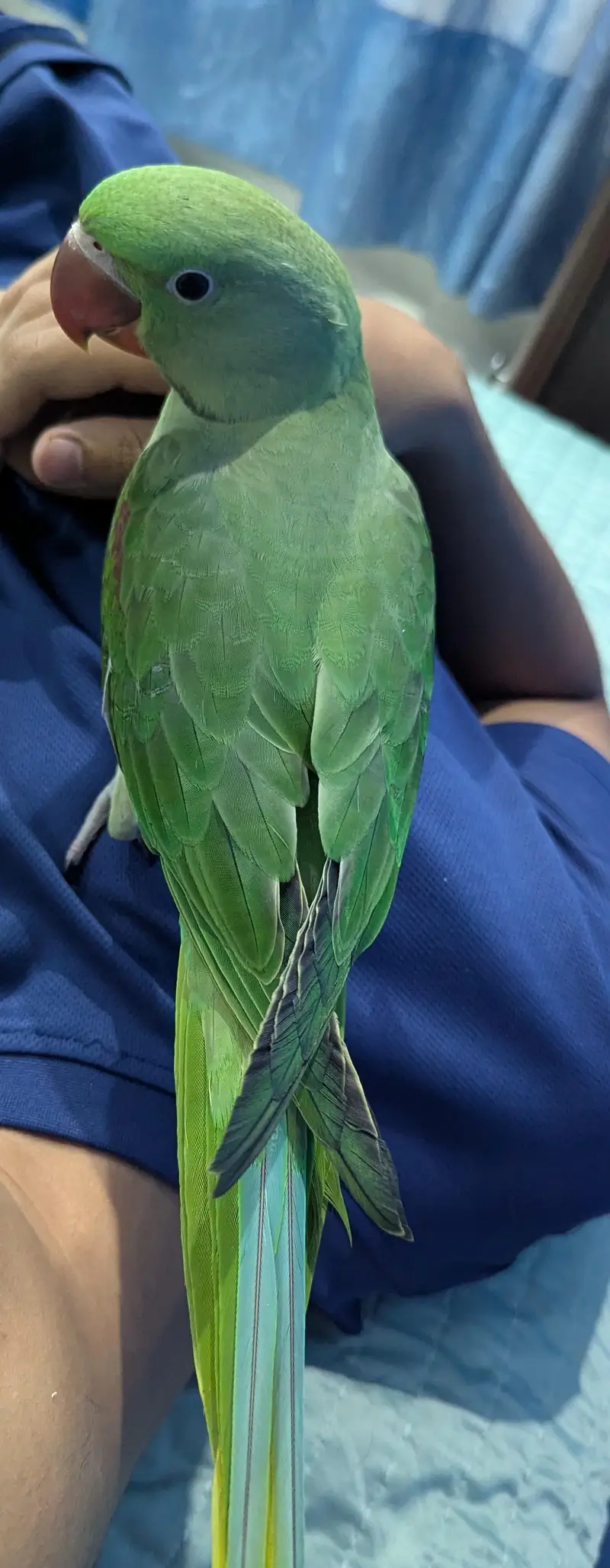 kashmiri raw parrot — photo 4