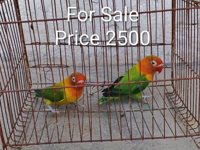 lovebird