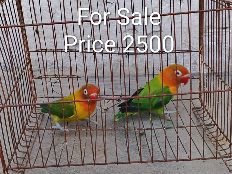 lovebird 0