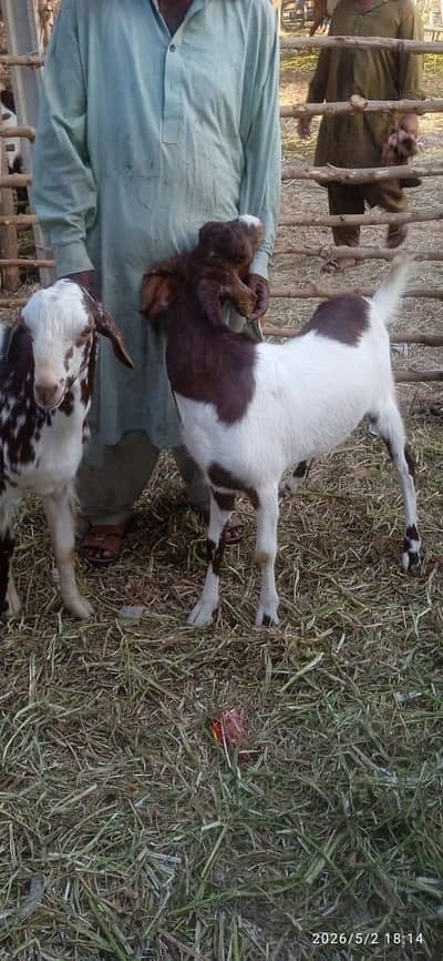 Qurbani 2k26 ki Collection