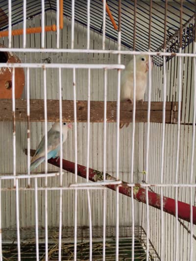one breader pair for sale