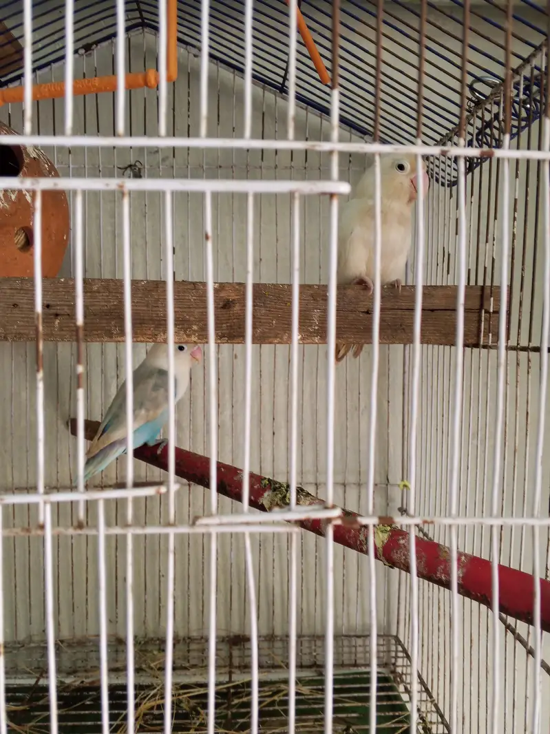 one female for sale