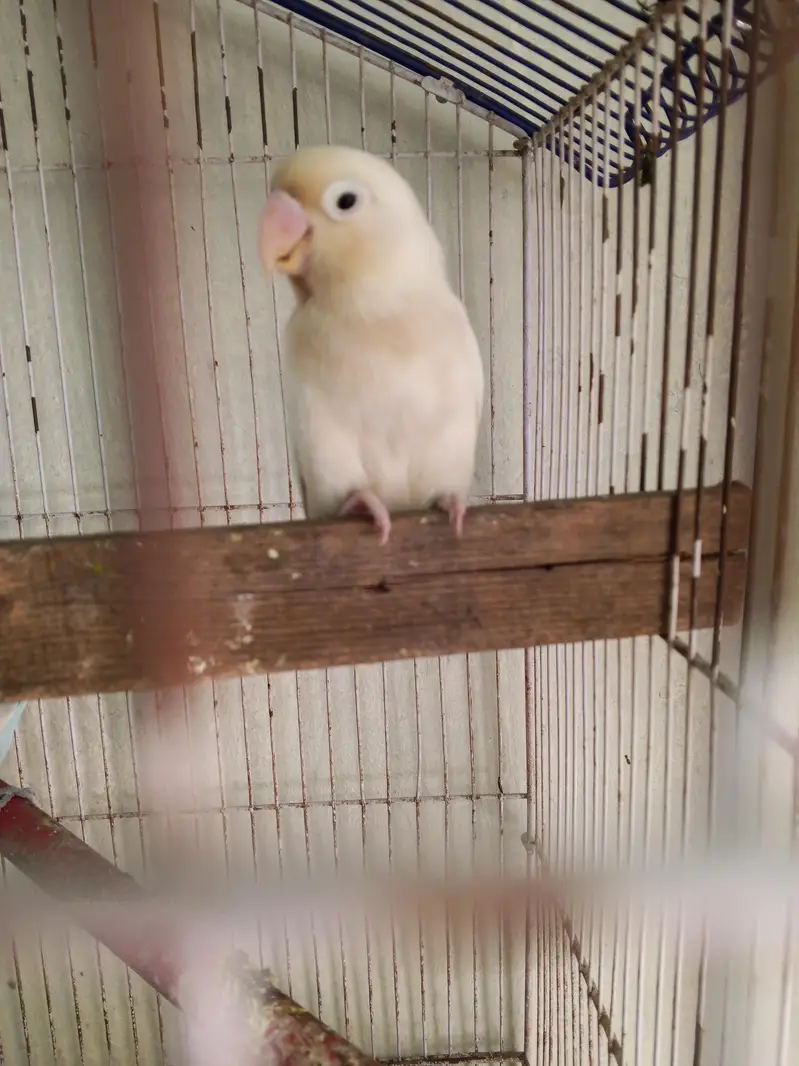 one female for sale — photo 2