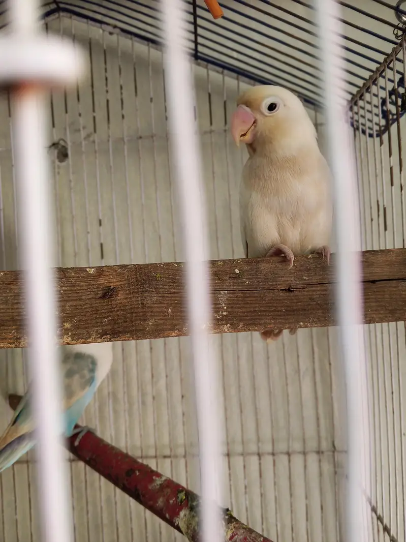 one female for sale — photo 3