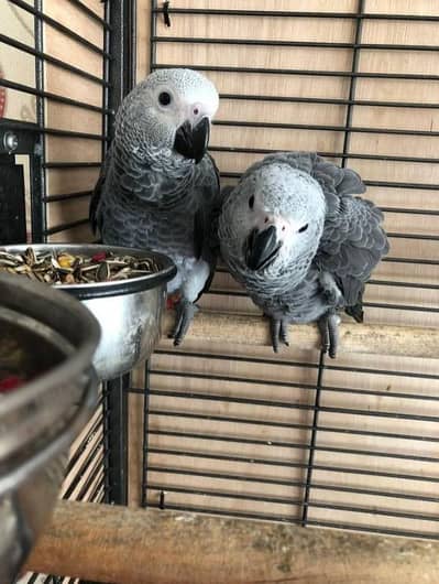 Premium African Grey Parrot Chicks | Healthy and Hand Raised.