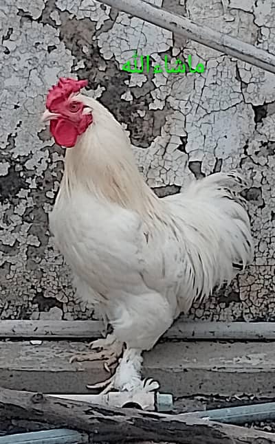 Bantam Cock / Male