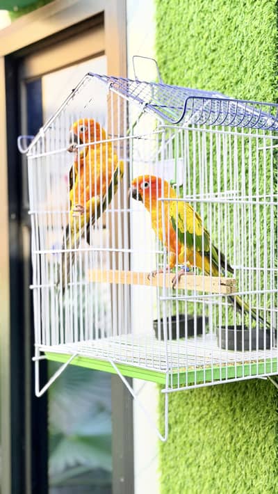 Beautiful adult pair of sunconures , with DNA male female ready