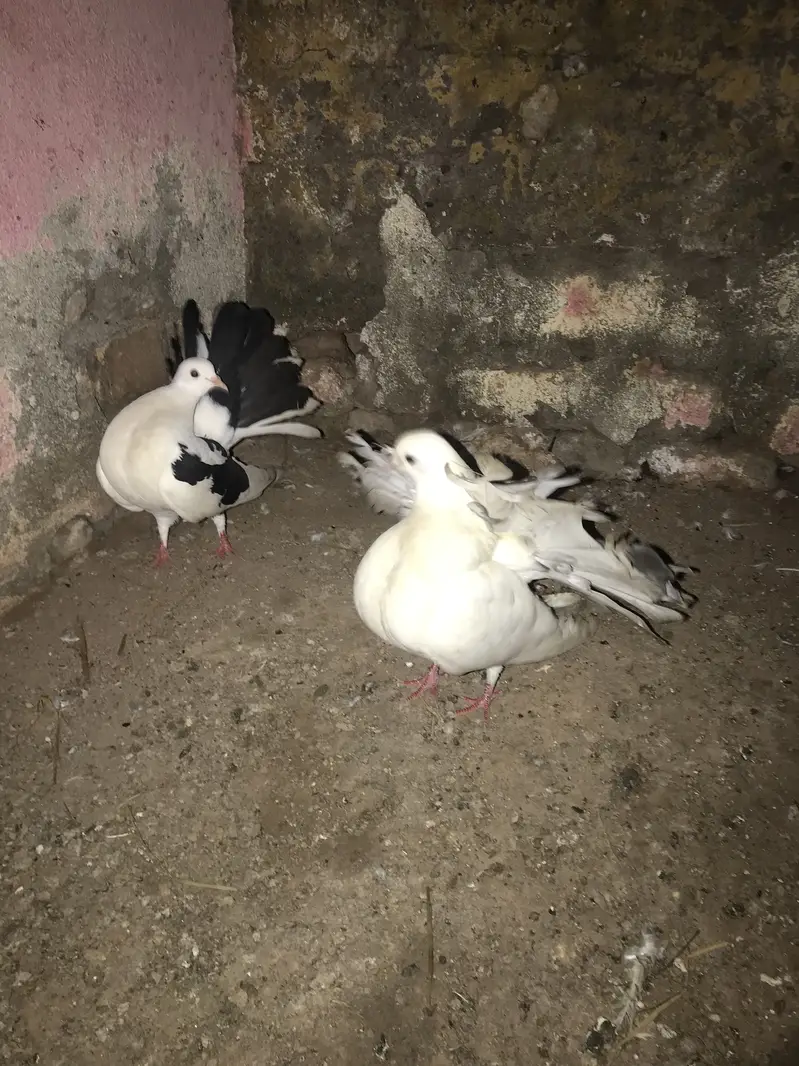 Fantail 100% garunted breed pair for urgent sale