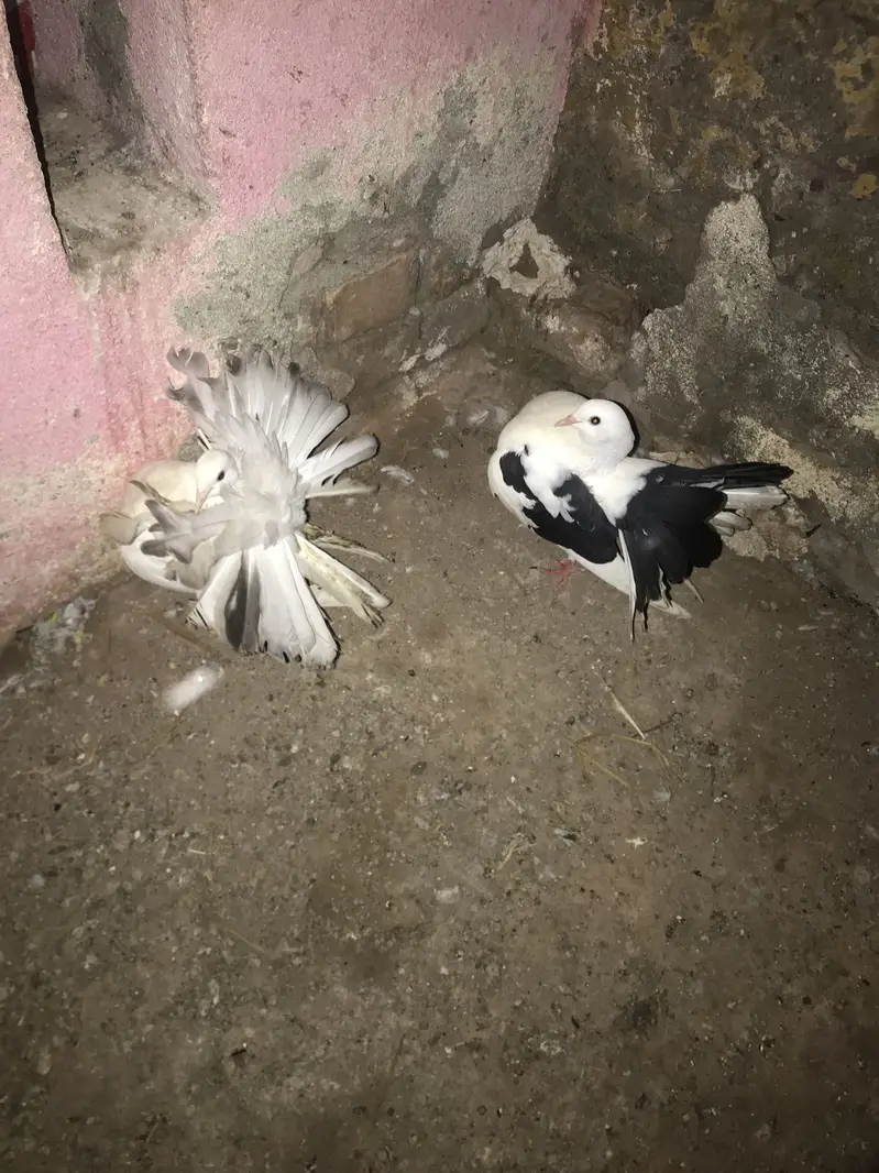 Fantail 100% garunted breed pair for urgent sale — photo 3