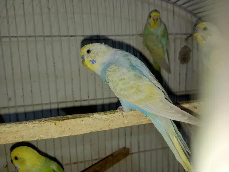 Rainbow Budies For Sale — photo 2