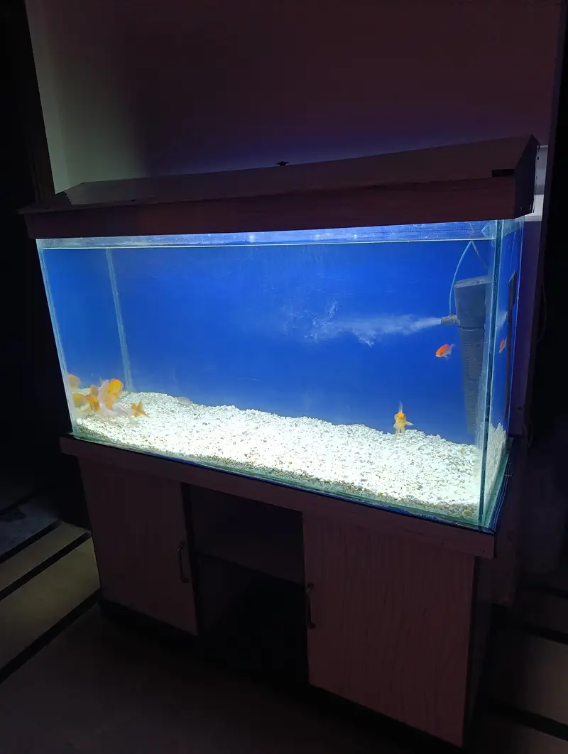 fish aquarium — photo 2