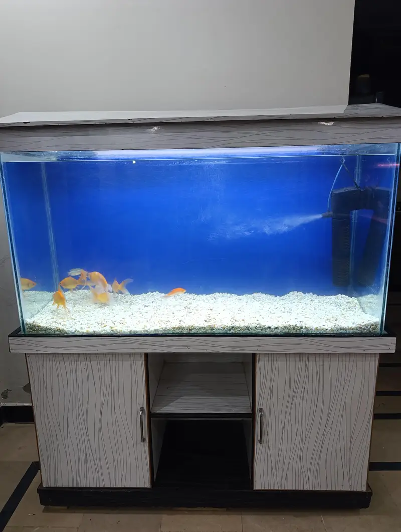 fish aquarium
