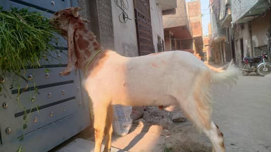 big height  bakra for sale