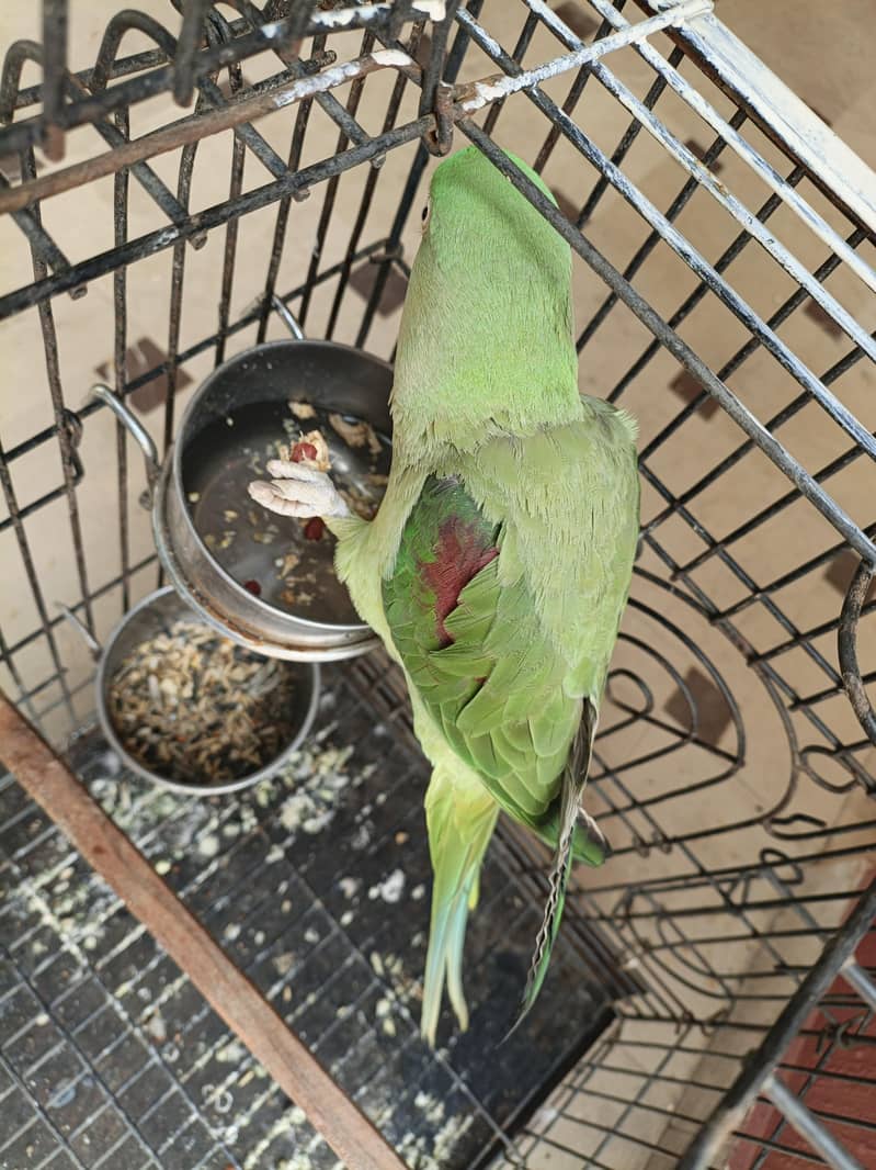 Raw Elexendreen Parrot 0