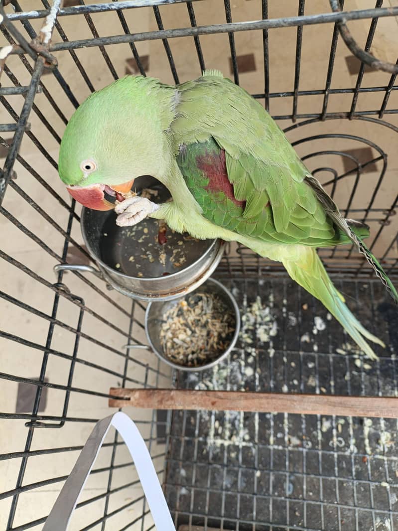 Raw Elexendreen Parrot 1