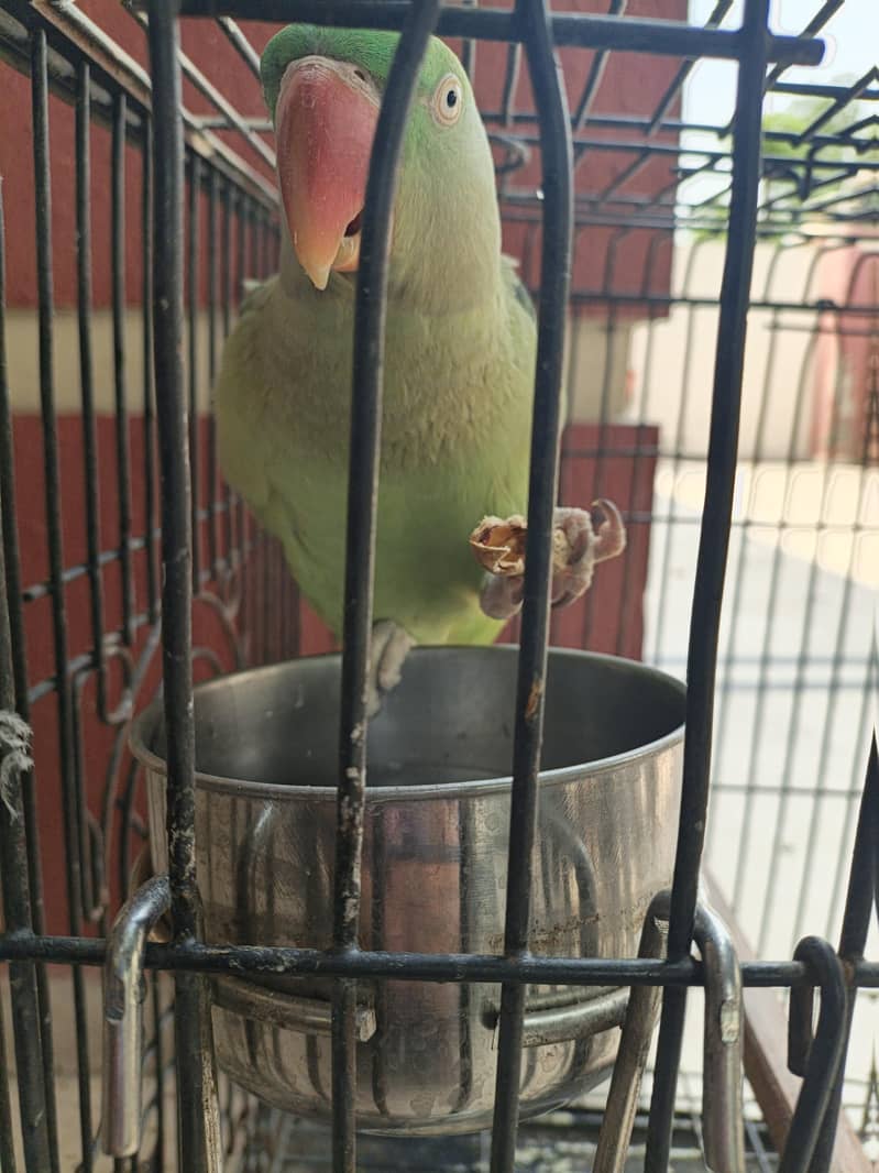 Raw Elexendreen Parrot 2