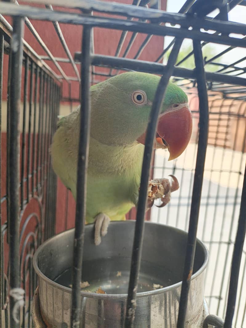 Raw Elexendreen Parrot 3