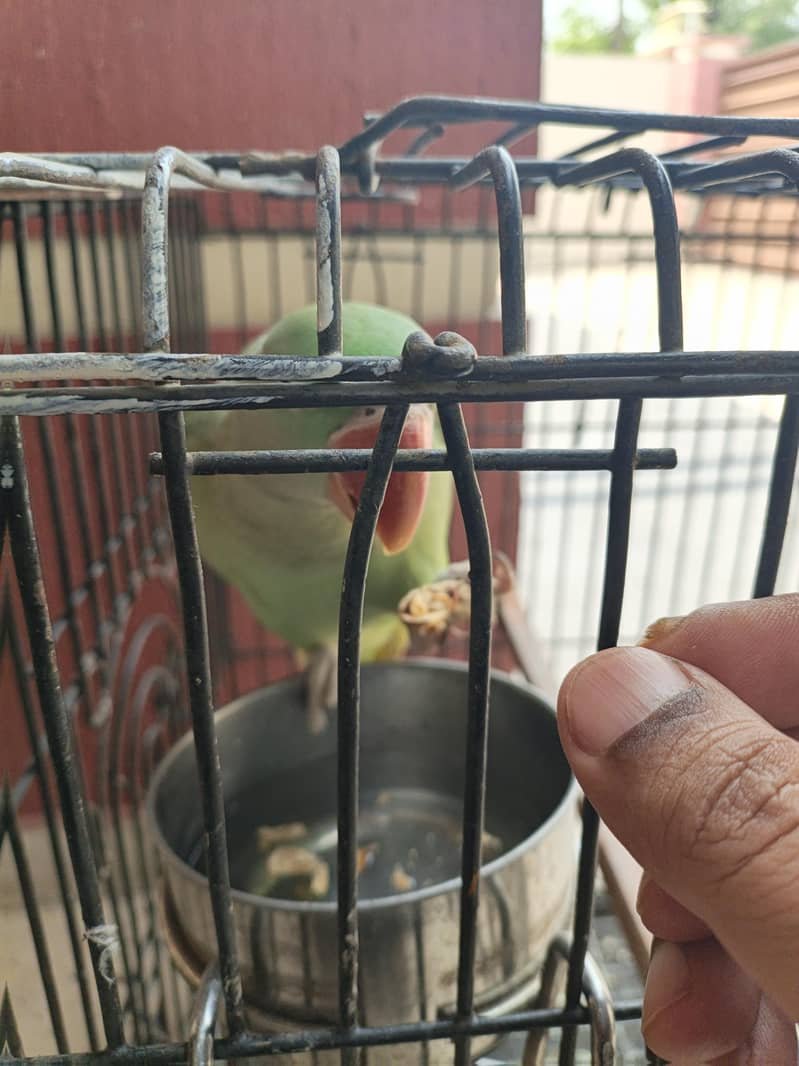 Raw Elexendreen Parrot 4