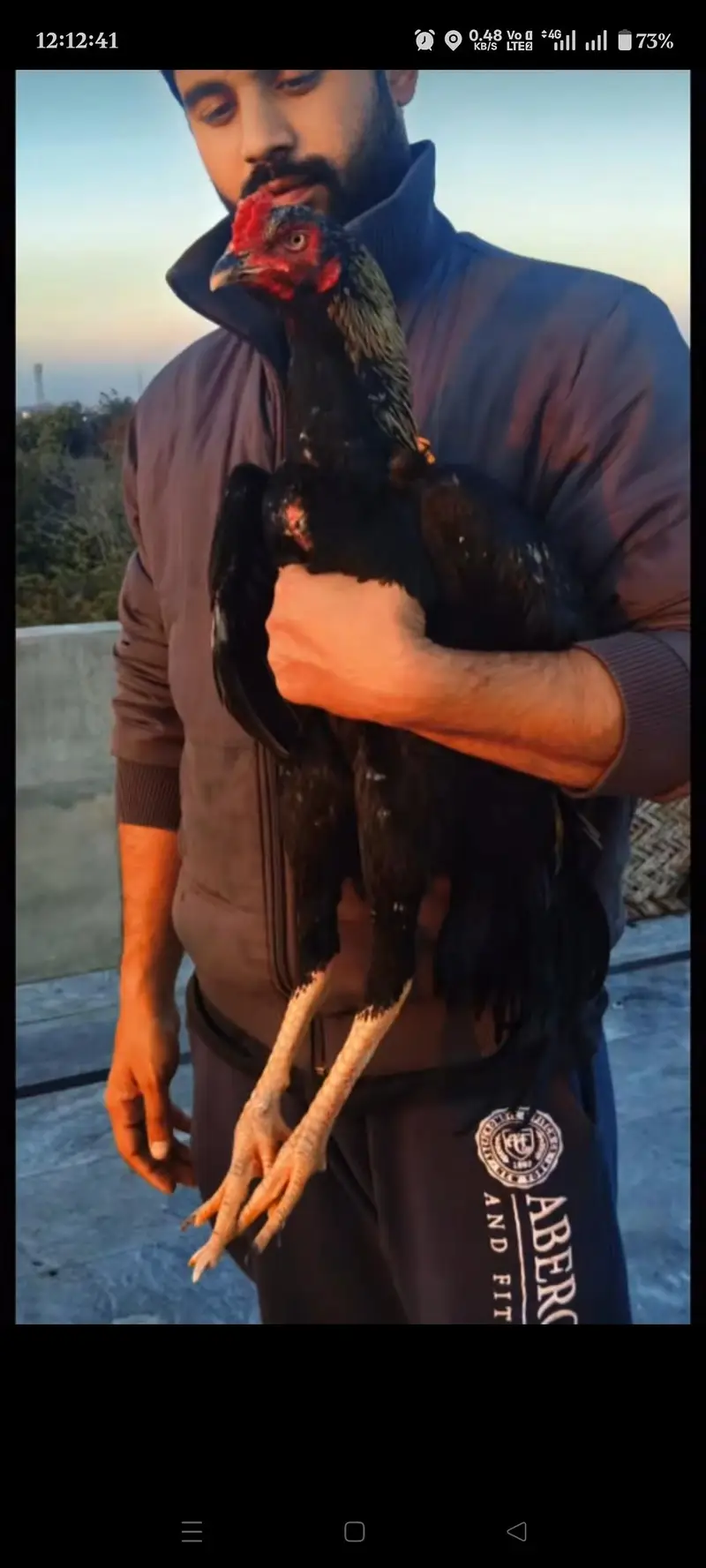 Quality guaranteed Aseel/Burmi/Thai/Dragon  Chicks Available