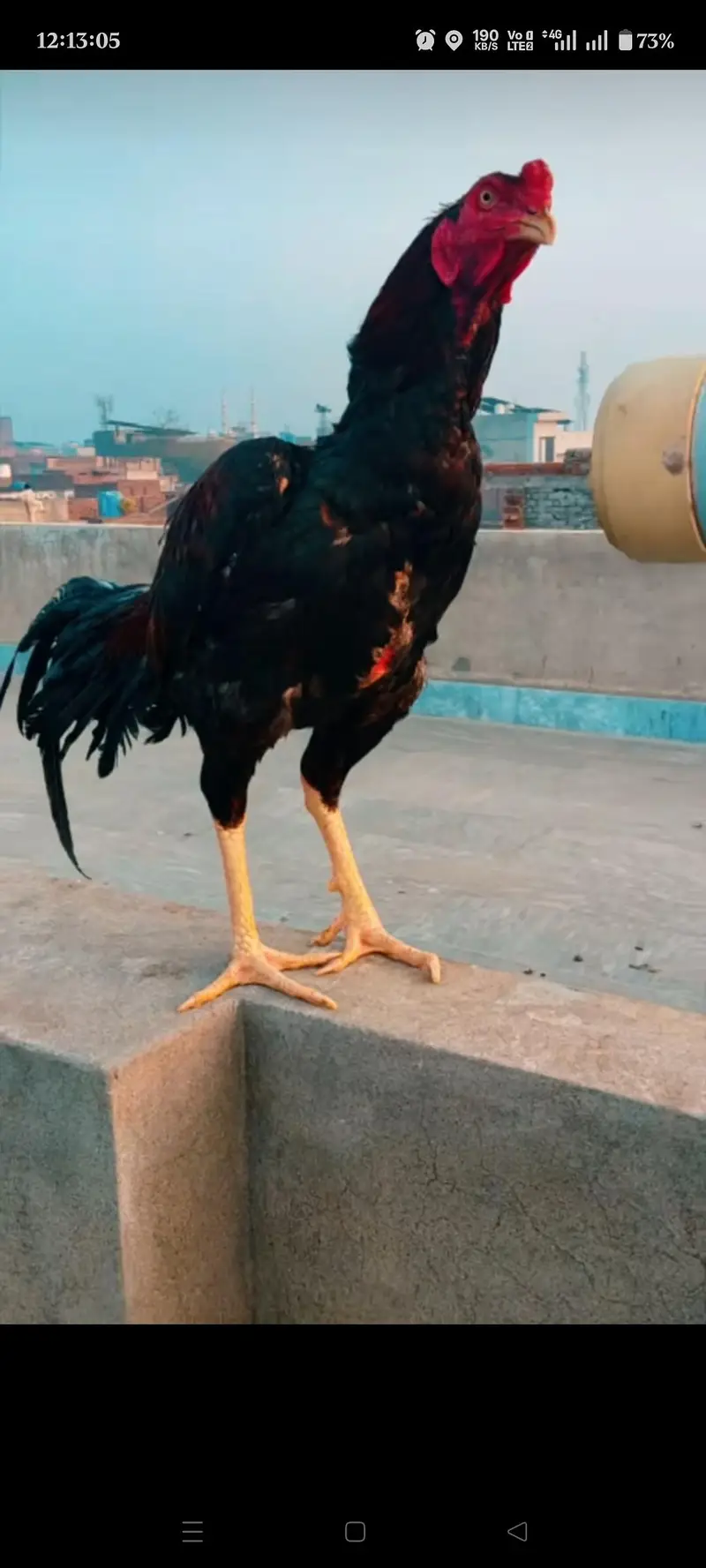Quality guaranteed Aseel/Burmi/Thai/Dragon  Chicks Available — photo 2