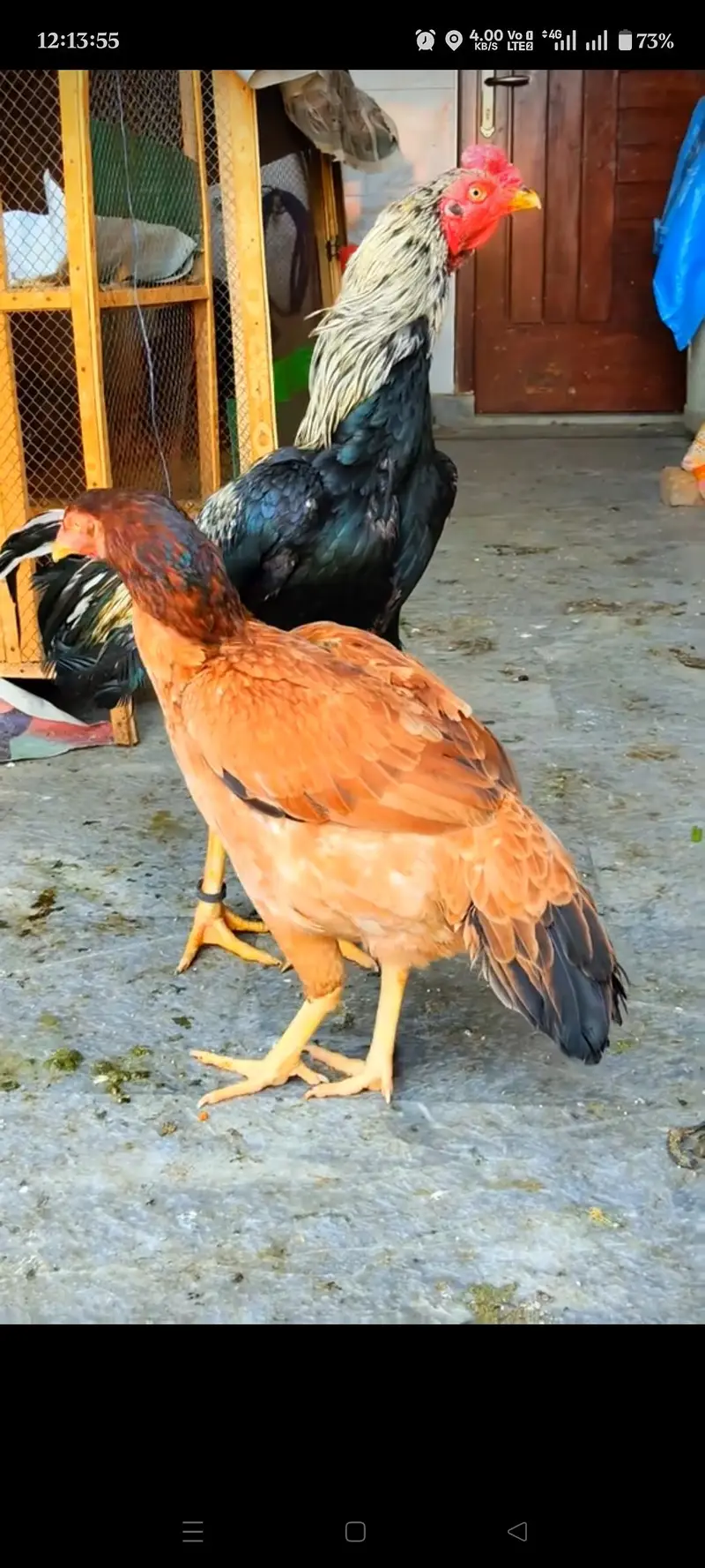 Quality guaranteed Aseel/Burmi/Thai/Dragon  Chicks Available — photo 3