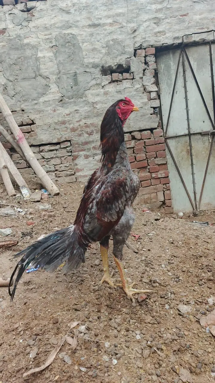 Quality guaranteed Aseel/Burmi/Thai/Dragon  Chicks Available — photo 4