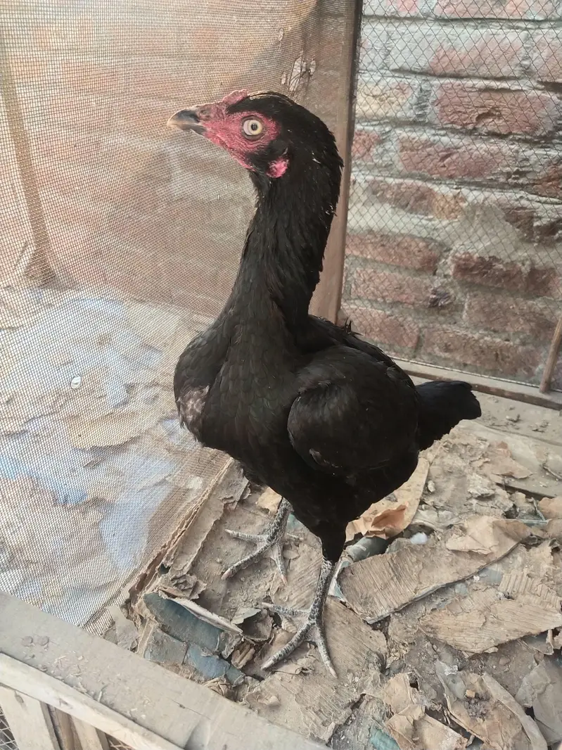 Quality guaranteed Aseel/Burmi/Thai/Dragon  Chicks Available — photo 5