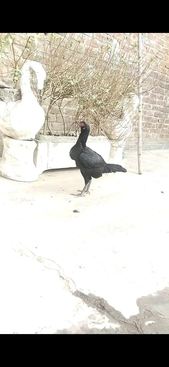 Quality guaranteed Aseel/Burmi/Thai/Dragon  Chicks Available — photo 6