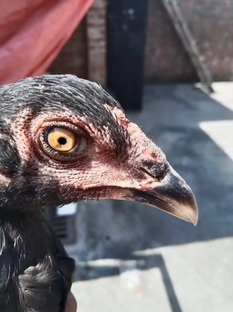 Quality guaranteed Aseel/Burmi/Thai/Dragon  Chicks Available — photo 7