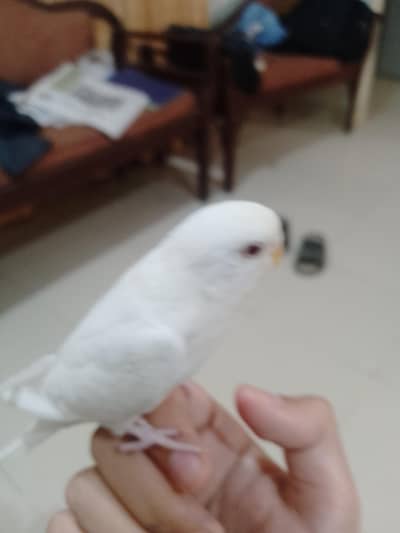 white handtame budgie red