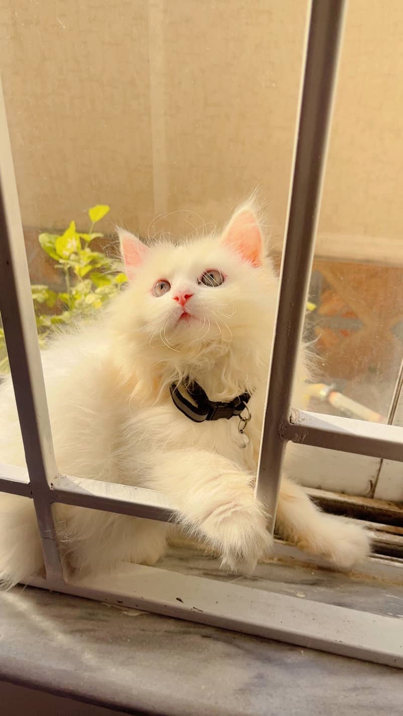 White Persian 0