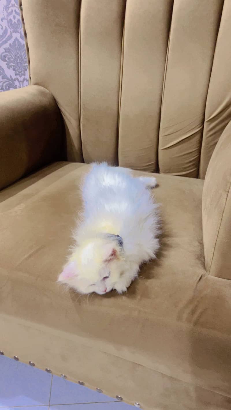 White Persian 1