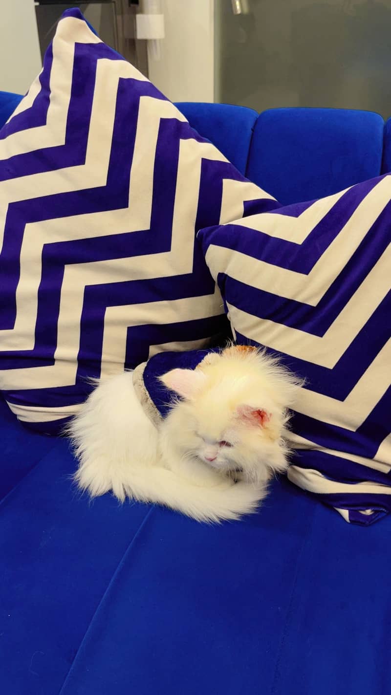 White Persian 2