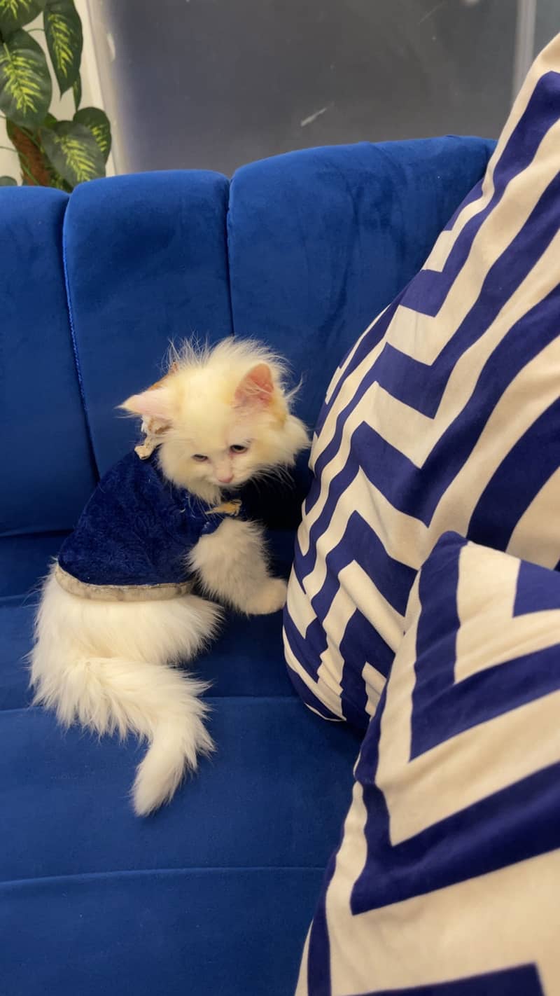 White Persian 3