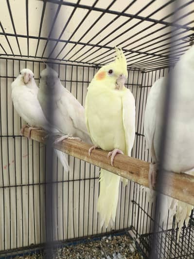 Cockatiels Pathe