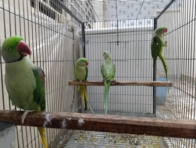 Raw Parrot Chicks
