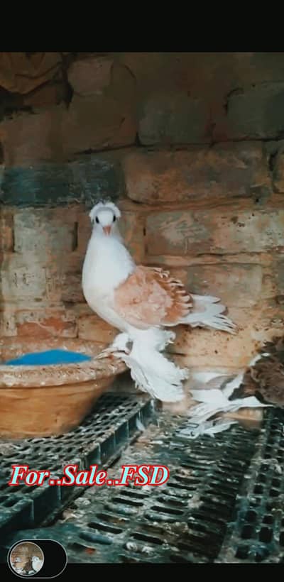 frill pigeons