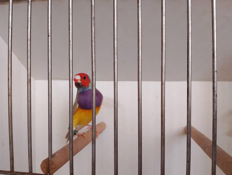 gouldians 0
