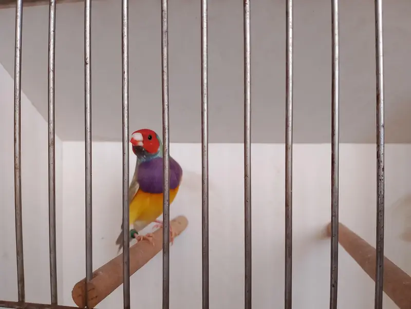 gouldian common and red eyes exibition pair — photo 3