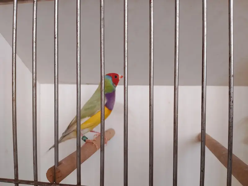 gouldian common and red eyes exibition pair — photo 4
