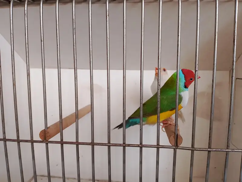gouldian common and red eyes exibition pair — photo 5