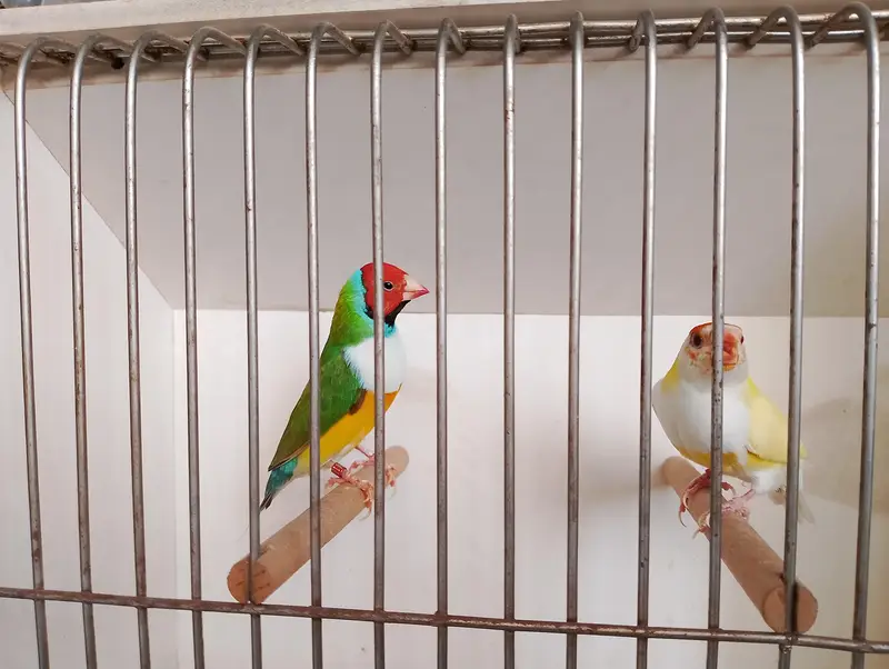 gouldian common and red eyes exibition pair — photo 2